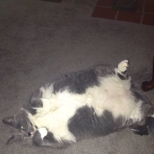 Meet your Posher, Lorrie